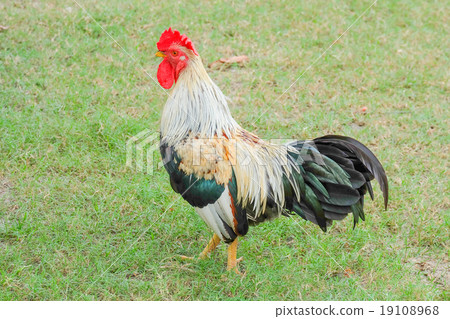 chicken bantam, Thailand 19108968