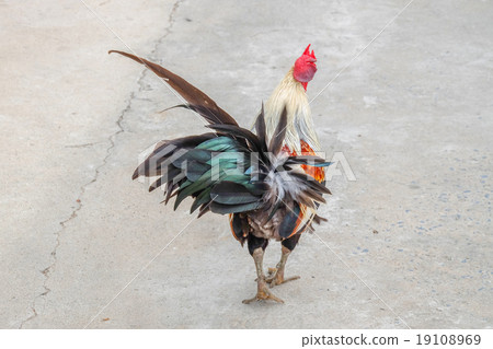 chicken bantam, Thailand 19108969