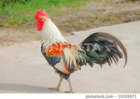 chicken bantam, Thailand 19108971