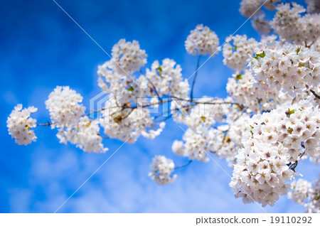 spring 19110292