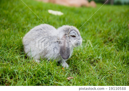 Rabbits in the grass at garden 19110588