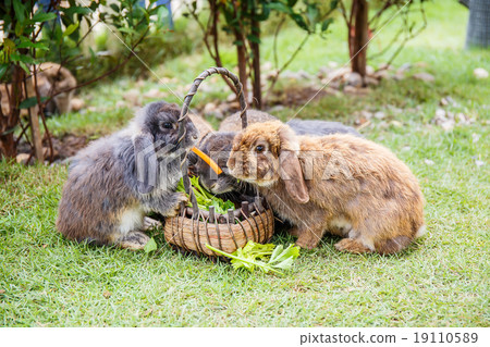 Rabbits in the grass at garden Rabbits in the grass at garden 19110589