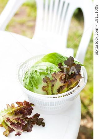 Lettuce salad in spinner 19111008