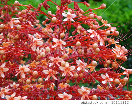 Red flower of Okinawa Yanbaru 19111512