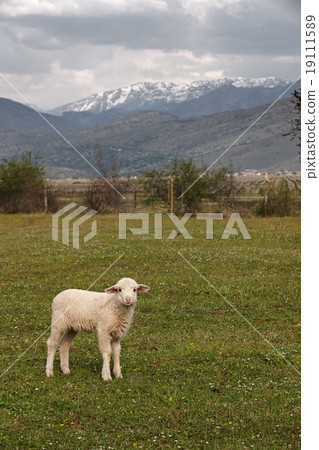 Young sheep on a mountains background 19111589