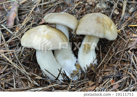 漢離褶傘菇 19111751