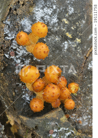 Numarisu gutakake Numarisu gutakake 19111758