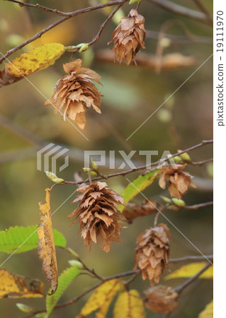 Natural plant bear fish, brown colored winged fruit flies with hara every time the wind blows ② Natural plant bear fish, brown colored winged fruit flies with hara every time the wind blows ② 19111970