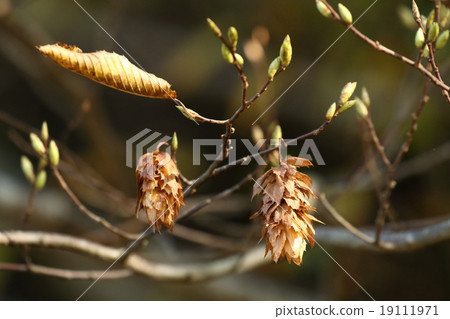 Natural plants bear fruit, fruits with wings colored brown, fly with harahara when the wind blows ① Natural plants bear fruit, fruits with wings colored brown, fly with harahara when the wind blows ① 19111971