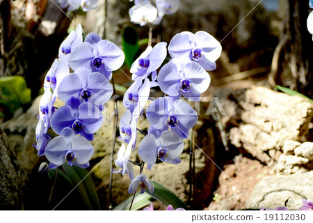 Blue Phalaenopsis orchid Blue Phalaenopsis orchid 19112030