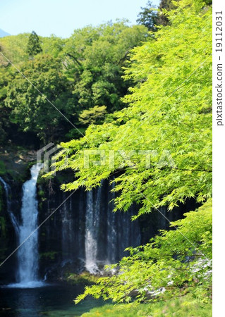 Fresh green maple and Shiraito Falls Fresh green maple and Shiraito Falls 19112031