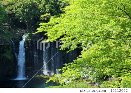 新鮮的綠色楓樹和Shiraito瀑布 19112032