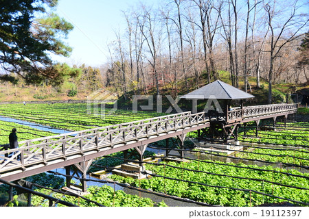 Wasabi Farm 19112397