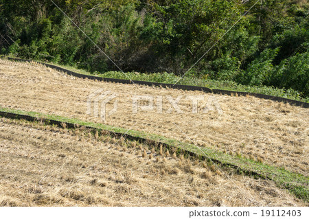Izu-shi Rural landscape after harvest Izu-shi Rural landscape after harvest 19112403