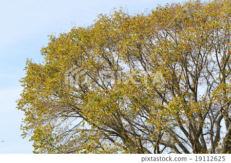 Late autumn's big Kobushi (spicy) 19112625