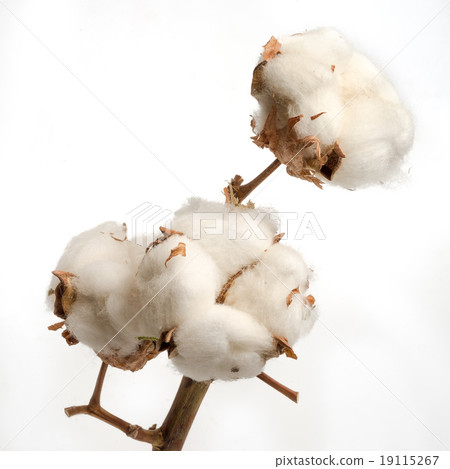 branch of dried cotton plant flower on white branch of dried cotton plant flower on white 19115267