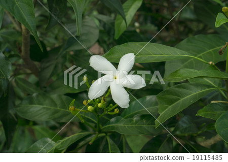 the flower 19115485