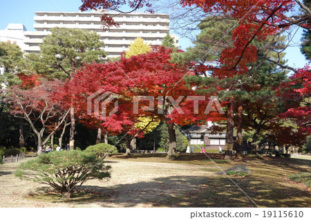 Autumn leaves in Tonogayato Garden 19115610