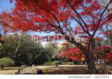 秋葉之鄉花園裡的秋葉 19115611