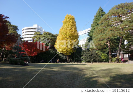 Ginkgo in the Tonogayato Garden 19115612