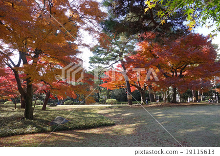 Autumn leaves in Tonogayato Garden 19115613