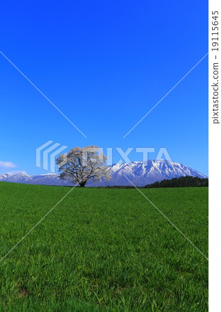 One cherry tree of Koiwai One cherry tree of Koiwai 19115645