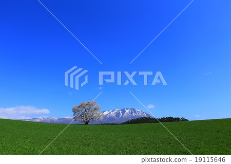 Koiwai的一棵櫻花樹 19115646