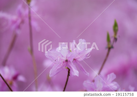 Mitsuba杜鵑花 Mitsuba杜鵑花 19115758