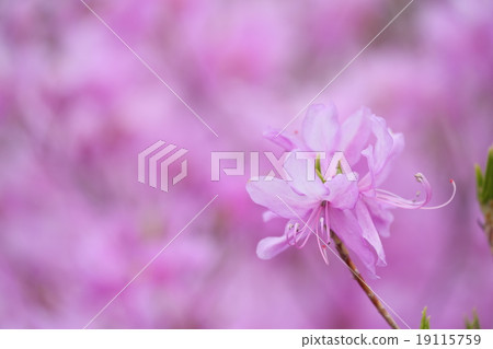 Mitsuba杜鵑花 19115759