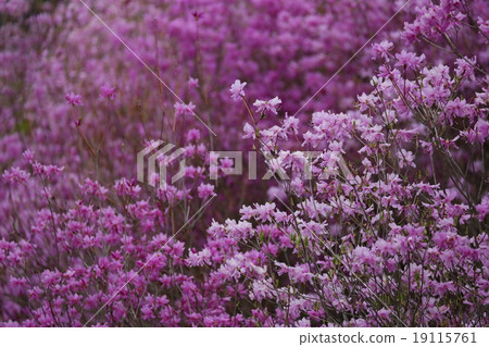 Mitsuba Azalea 19115761