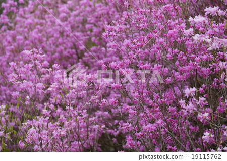 Mitsuba Azalea 19115762