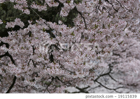 Sakura Miwako Sakura Miwako 19115839