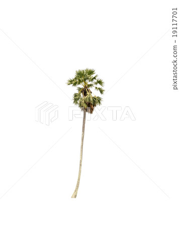 palm tree isolated on white background 19117701