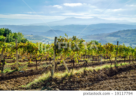 vineyard vineyard 19117794