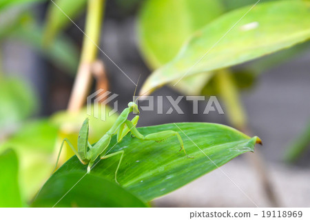 mantis mantis 19118969