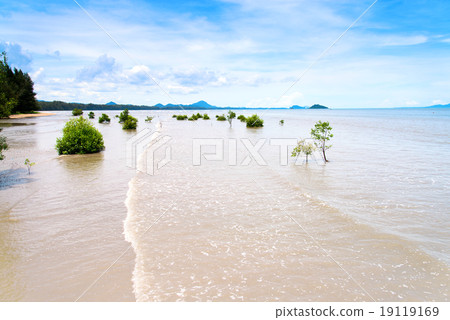 lanscape of tropical beach with mangrove tree in southern of Tha lanscape of tropical beach with mangrove tree in southern of Tha 19119169