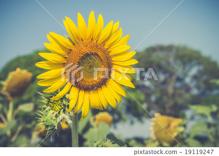 Sunflower in a field in summer (Vintage filter used) Sunflower in a field in summer (Vintage filter used) 19119247