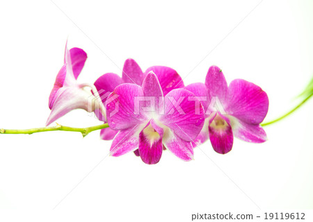 beautiful bright pink purple dendrobium orchid flower branch iso beautiful bright pink purple dendrobium orchid flower branch iso 19119612