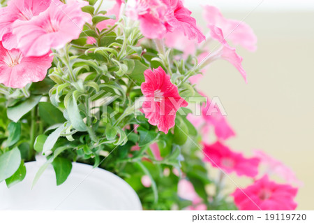 petunia in the pot 19119720