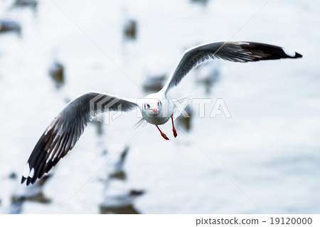 Flying seagull 19120000