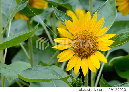 Sunflower Sunflower 19120030