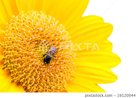 Close Up of Sunflower with bee isolate on white Close Up of Sunflower with bee isolate on white 19120044