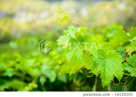 Bunch of green grapes leaves. Bunch of green grapes leaves. 19120105