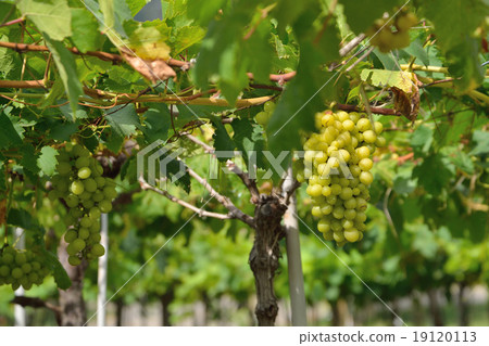 Grapes on the Vine Grapes on the Vine 19120113