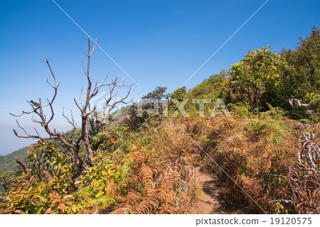 Walkway in Alpine savanna grassland of Doi Inthanon, Chiang Mai, 19120575