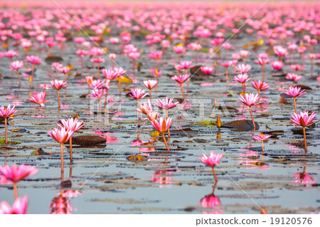 Sea of pink lotus, Nonghan, Udonthani, Thailand 19120576