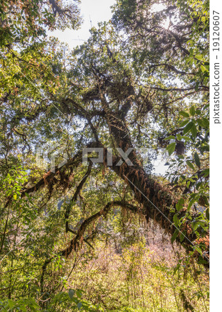 Ancient tree cover with moss and fern in Angka Luang Inthanon Na Ancient tree cover with moss and fern in Angka Luang Inthanon Na 19120607