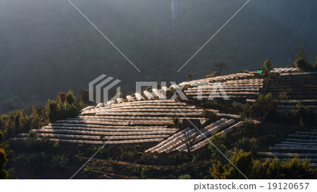 Greenhouse Plant Doi Inthanon, Chiang Mai, Thailand 19120657