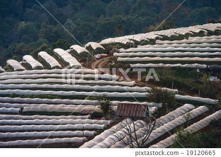 Greenhouse Plant Doi Inthanon, Chiang Mai, Thailand 19120665