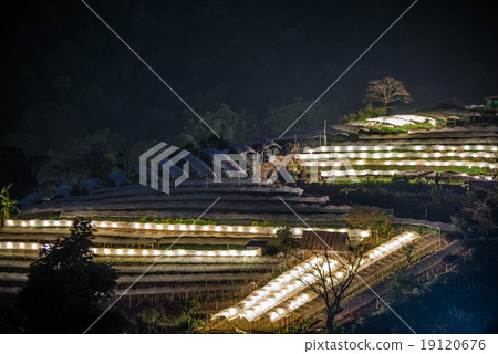 Nightscape of Greenhouse Plant .Doi Inthanon, Chiang Mai, Thaila Nightscape of Greenhouse Plant .Doi Inthanon, Chiang Mai, Thaila 19120676